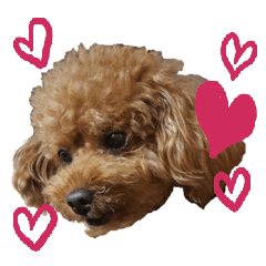 Very cute toy poodle Sticker (kurumi)
