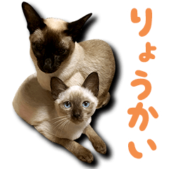 OK and greetings for Siamese cat