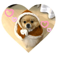 ポメラニアン麦くん