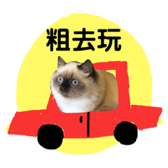 全世界最乖的貓