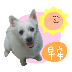 波奇仔