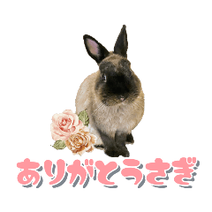 うちの子シリーズ『うさぎのブルちゃん』②