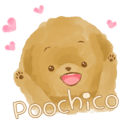 Poochico(toypoodle)