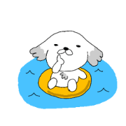 pooh the toypoodle