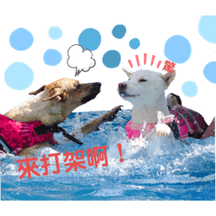 白柴醬的耍廢生活