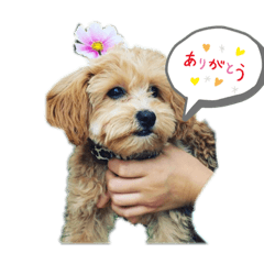 marina_20200118192717