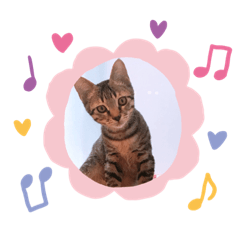 喵星人喵喵是隻喵