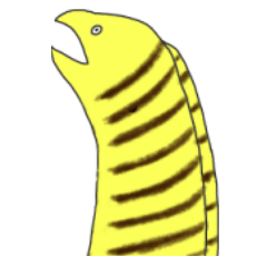The moray which does not come out