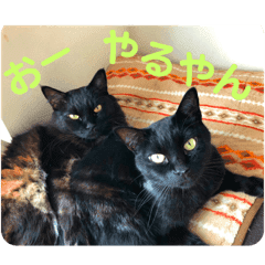 猫はかわいい Lineスタンプ Stamplist
