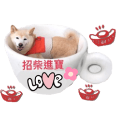 柴犬  娜美的日常