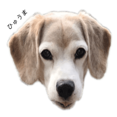 Pretty dog beagle