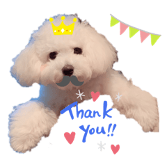 Bichon Frise_SAKURA.1