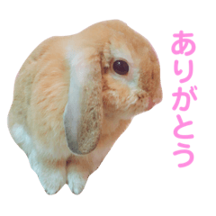 CoCo chan (rabbit)