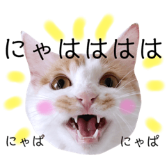 yuchi_20200118232713 cat stamp