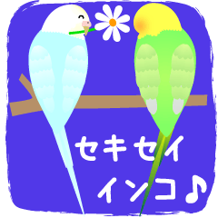 blue and green budgerigar