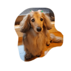 kaninchen dachshund@HERMES-KON