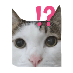 全世界最可愛的喵喵 第二彈