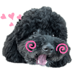 CARAMEL & NONO POODLE -2