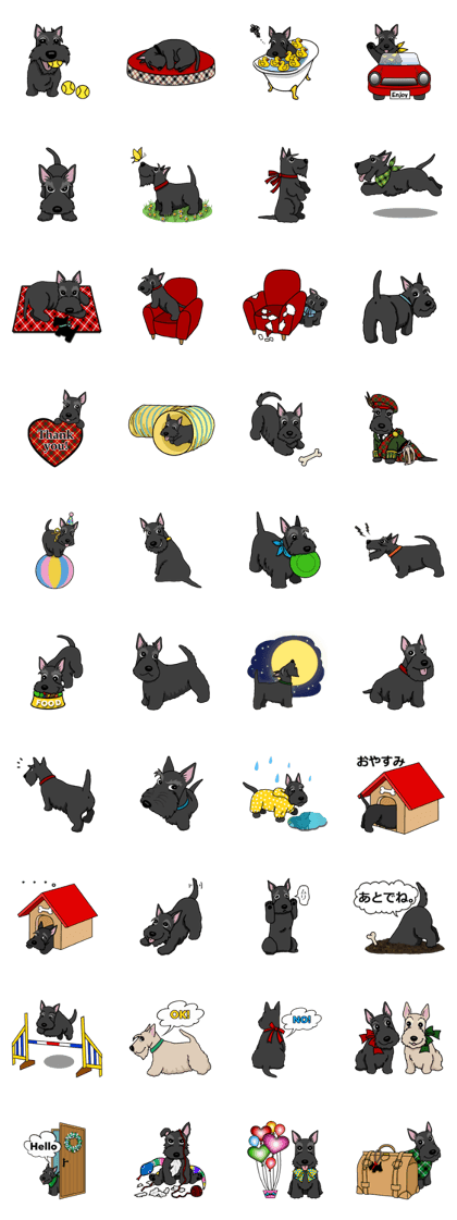 Entertaining friends, Scottish Terrier.