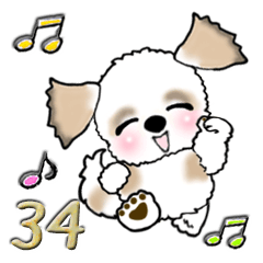 Shih Tzu Dog 34