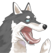 Clever Siberian Husky
