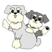 The sister of Miniature Schnauzer