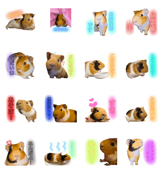 イングリッシュモルモットのもるさん Lineクリエイターズスタンプ Stamplist