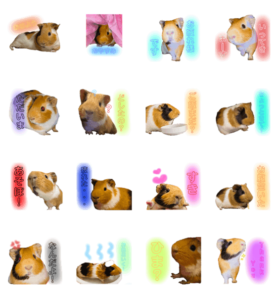 イングリッシュモルモットのもるさん Lineクリエイターズスタンプ Stamplist イングリッシュモルモットのもるさん Lineクリエイターズスタンプ Stamplist