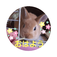 うさぎのゆずちゃん その2