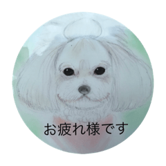 トイプードルのあん