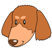 Day-to-day miniature Dachshund