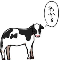 talking cow