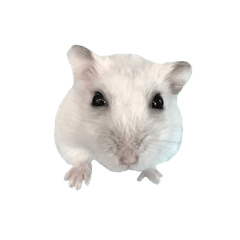 Tofu life 1