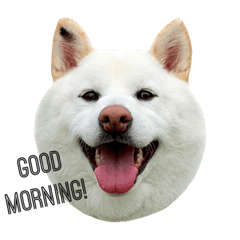 White Shiba Inu "Bay"