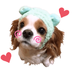 chataro_Cavalier King Charles Spaniel