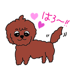 Your Dog Life -Brown Fluffy Dog-
