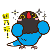 Urocissa caerulea love Taiwan