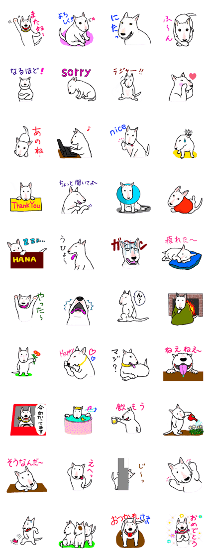HANA of bull terrier