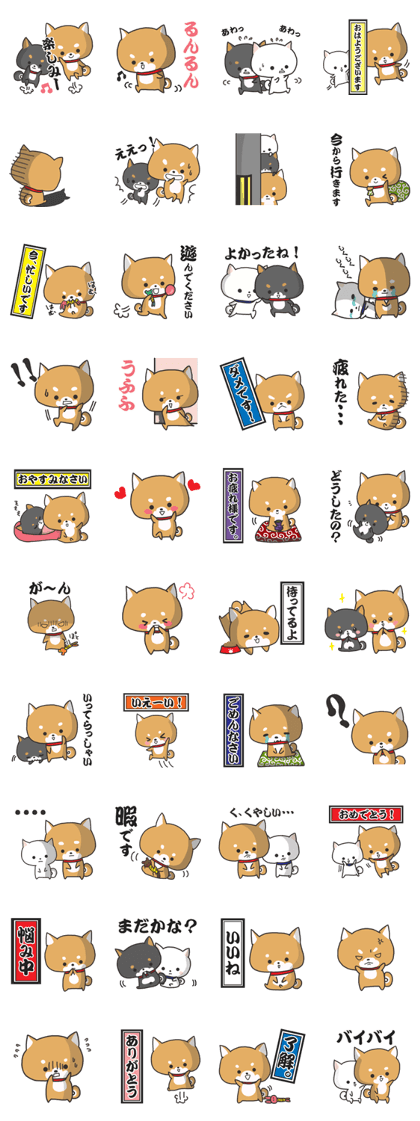 Daily life of the Japanese Shiba inu