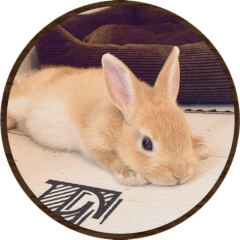KIJIMARU -Mini rabbit-