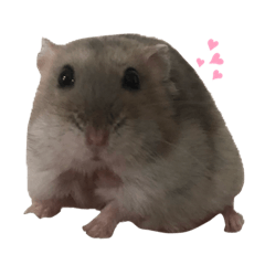 Cute BoBo hamster Life