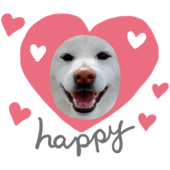 White Shiba Inu "Bay"2