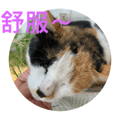 彪哥家的喵星人