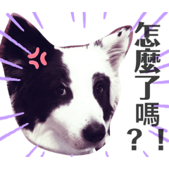 樟樹小霸王李小弟