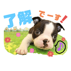 いぬ Lineクリエイターズスタンプまとめ Stamplist Part 29