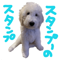 Standard poodle puppy sticker