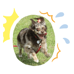 ringo_20200123055143