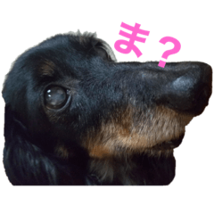 動くイッヌ Lineスタンプ Stamplist