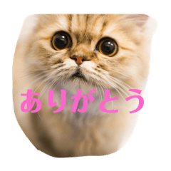 omochi_20200123103628