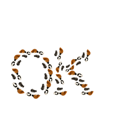 K-atsushi008